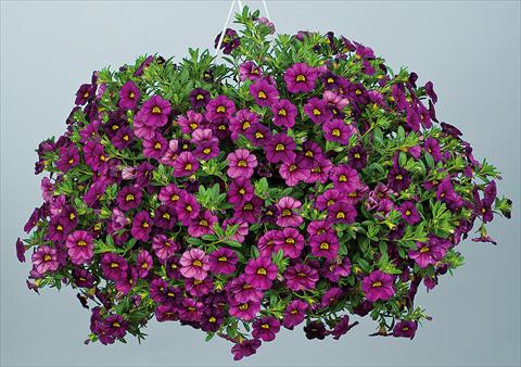 Photo de variété de fleurs à utiliser comme: Pot, Plante à massif, patio, Suspension Calibrachoa Noa™ Dark Fuchsia