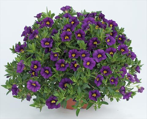 Photo de variété de fleurs à utiliser comme: Pot, Plante à massif, patio, Suspension Calibrachoa Noa™ Deep Purple