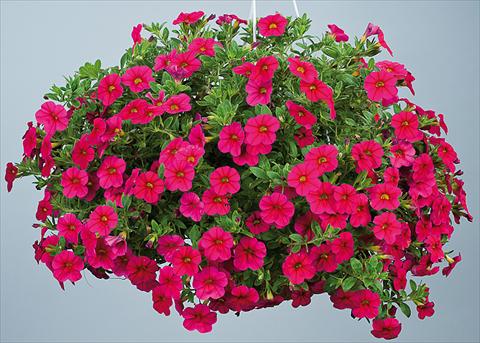 Photo de variété de fleurs à utiliser comme: Pot, Plante à massif, patio, Suspension Calibrachoa Noa™ Red Improved