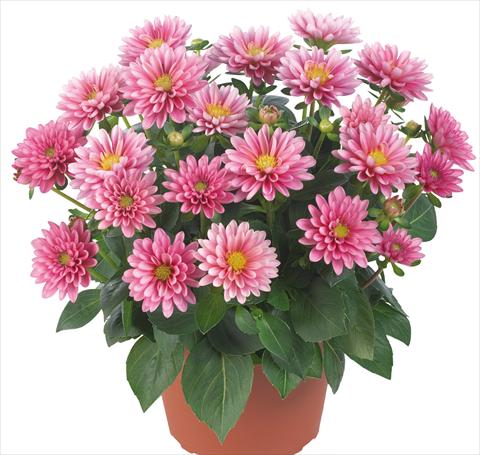 Photo de variété de fleurs à utiliser comme: Pot et Plante à massif Dahlia Dahlinova® Longlife fides® Hudson