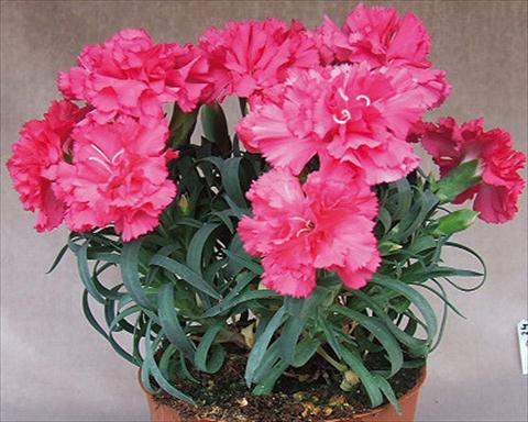 Photo de variété de fleurs à utiliser comme: Suspension / pot Dianthus Adorables® Mana