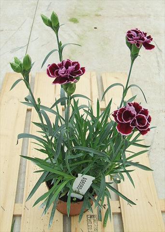 Photo de variété de fleurs à utiliser comme: Suspension / pot Dianthus Sunflor® Mimi