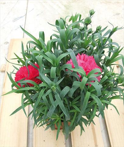 Photo de variété de fleurs à utiliser comme: Suspension / pot Dianthus Sunflor® Olivia