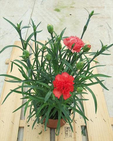 Photo de variété de fleurs à utiliser comme: Suspension / pot Dianthus Sunflor® Orange Bling Bling