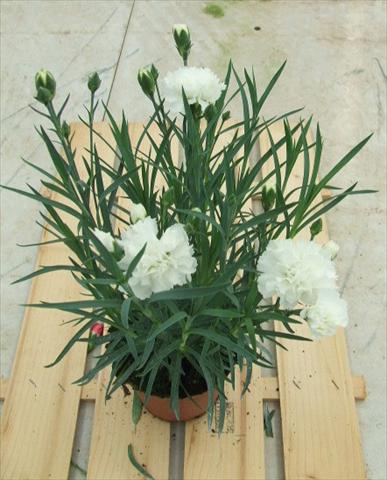 Photo de variété de fleurs à utiliser comme: Suspension / pot Dianthus Sunflor® Pure