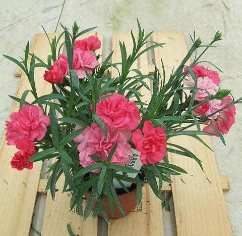 Photo de variété de fleurs à utiliser comme: Suspension / pot Dianthus Sunflor® Vivre