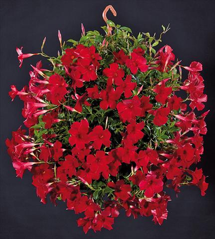 Photo de variété de fleurs à utiliser comme: Patio, pot Dipladenia Sundaville Pretty Red