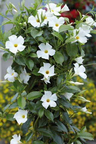 Photo de variété de fleurs à utiliser comme: Patio, pot Dipladenia Sundaville White