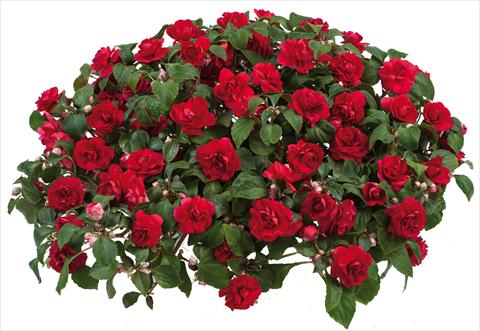 Photo de variété de fleurs à utiliser comme: Pot et Plante à massif Impatiens walleriana Musica™ Scarlet Improved