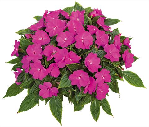 Photo de variété de fleurs à utiliser comme: Pot, Plante à massif, patio, Suspension Impatiens N. Guinea Tamarinda® Max fides® Lavender