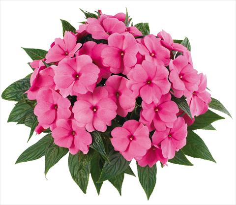 Photo de variété de fleurs à utiliser comme: Pot, Plante à massif, patio, Suspension Impatiens N. Guinea Tamarinda® Max fides® Pink