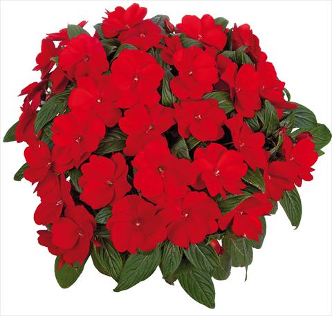 Photo de variété de fleurs à utiliser comme: Pot, Plante à massif, patio, Suspension Impatiens N. Guinea Tamarinda® Max fides® Red