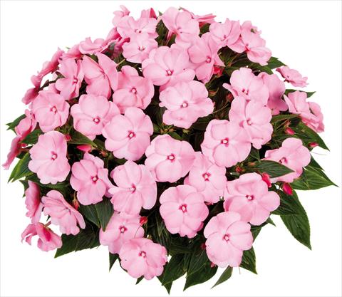 Photo de variété de fleurs à utiliser comme: Pot, Plante à massif, patio, Suspension Impatiens N. Guinea Tamarinda® Max fides® Sweet Pink