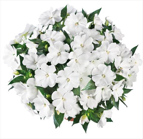Photo de variété de fleurs à utiliser comme: Pot, Plante à massif, patio, Suspension Impatiens N. Guinea Tamarinda® Max fides® White