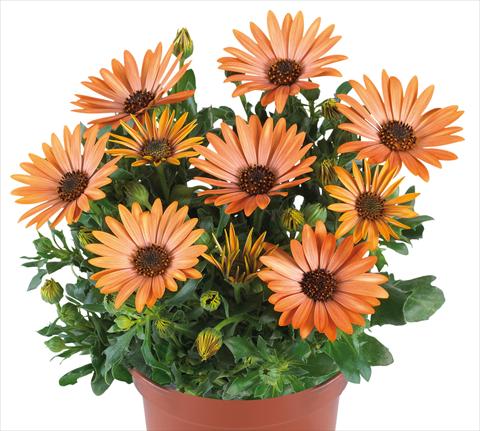Photo de variété de fleurs à utiliser comme: Pot et Plante à massif Osteospermum Margarita fides® Sepia
