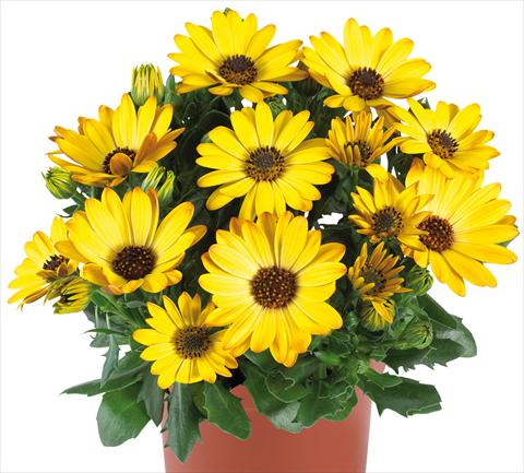 Photo de variété de fleurs à utiliser comme: Pot et Plante à massif Osteospermum Margarita fides® Yellow Improved