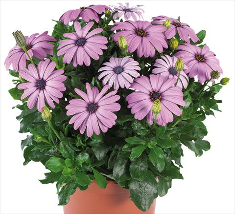 Photo de variété de fleurs à utiliser comme: Pot et Plante à massif Osteospermum Margarita Supreme fides® Lilac