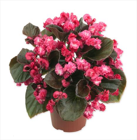 Photo de variété de fleurs à utiliser comme: Pot et Plante à massif Begonia Doublet Red