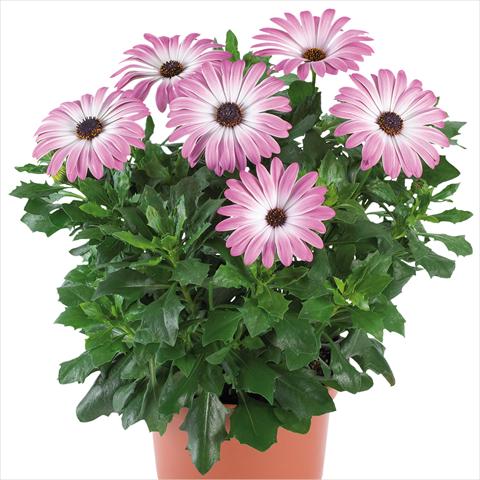 Photo de variété de fleurs à utiliser comme: Pot et Plante à massif Osteospermum Margarita Supreme fides® Pink Bicolor