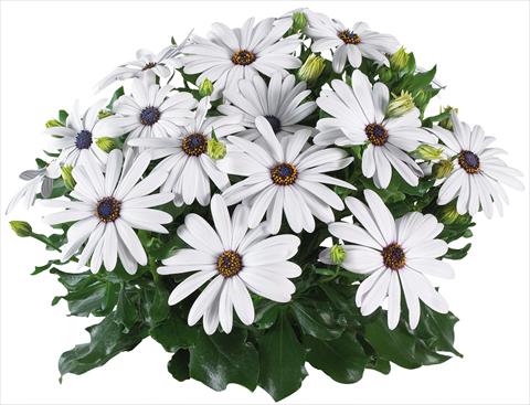 Photo de variété de fleurs à utiliser comme: Pot et Plante à massif Osteospermum Margarita Supreme fides® White