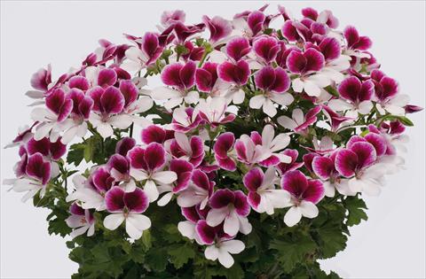 Photo de variété de fleurs à utiliser comme: Patio, pot Pelargonium grandiflorum pac® Angeleyes® Bicolor Improved