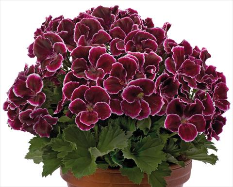 Photo de variété de fleurs à utiliser comme: Patio, pot Pelargonium grandiflorum pac® Aristo® Black Beauty