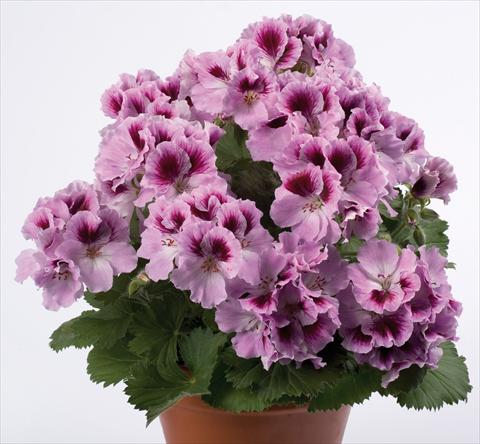 Photo de variété de fleurs à utiliser comme: Patio, pot Pelargonium grandiflorum pac® Aristo® Orchid