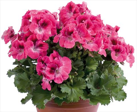 Photo de variété de fleurs à utiliser comme: Patio, pot Pelargonium grandiflorum pac® Aristo® Salmon