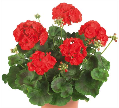 Photo de variété de fleurs à utiliser comme: Pot, Plante à massif, patio Pelargonium zonale Master Idols® fides® Bright Red
