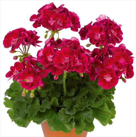 Photo de variété de fleurs à utiliser comme: Pot, Plante à massif, patio Pelargonium zonale pac® Flower Fairy Velvet