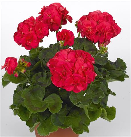 Photo de variété de fleurs à utiliser comme: Pot, Plante à massif, patio Pelargonium zonale pac® Ludo