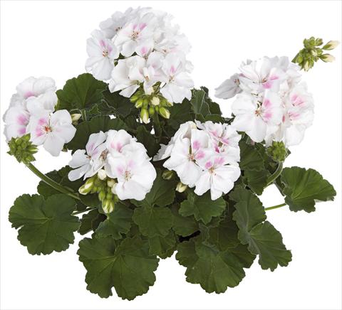 Photo de variété de fleurs à utiliser comme: Pot, Plante à massif, patio Pelargonium zonale Summer Idols® fides® White Blush