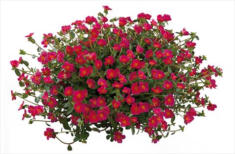 Photo de variété de fleurs à utiliser comme: Plante à massif, patio, Suspension Portulaca Pazzaz Deep Pink