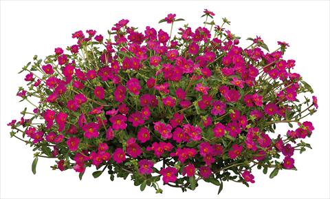 Photo de variété de fleurs à utiliser comme: Plante à massif, patio, Suspension Portulaca Pazzaz Fuchsia