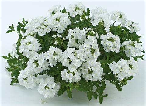 Photo de variété de fleurs à utiliser comme: Pot, patio, Suspension Verbena Donalena™ Pure White