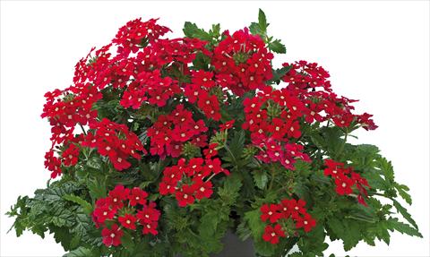 Photo de variété de fleurs à utiliser comme: Pot, patio, Suspension Verbena Donalena™ Red Lips