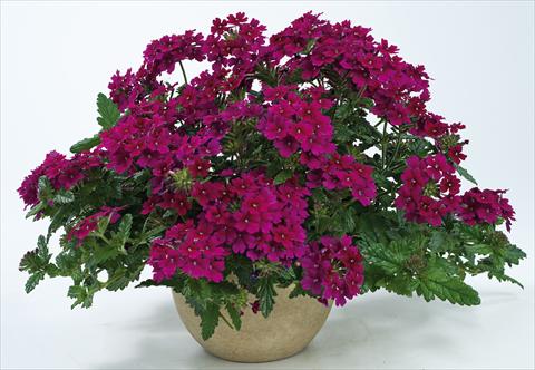 Photo de variété de fleurs à utiliser comme: Pot, patio, Suspension Verbena Donalena™ Red Wine