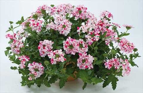 Photo de variété de fleurs à utiliser comme: Pot, patio, Suspension Verbena Donalena™ Twinkle Deep Pink