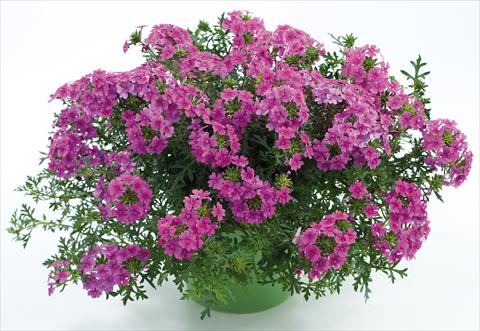 Photo de variété de fleurs à utiliser comme: Pot, patio, Suspension Verbena Veralena™ Hot Pink