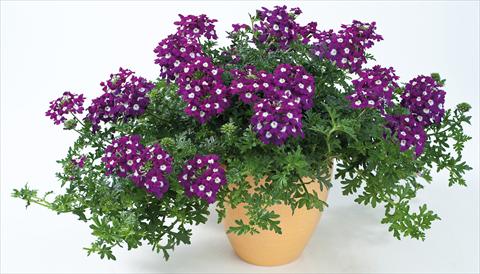 Photo de variété de fleurs à utiliser comme: Pot, patio, Suspension Verbena Veralena™ Indigo