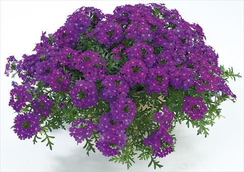 Photo de variété de fleurs à utiliser comme: Pot, patio, Suspension Verbena Veralena™ Purple Improved