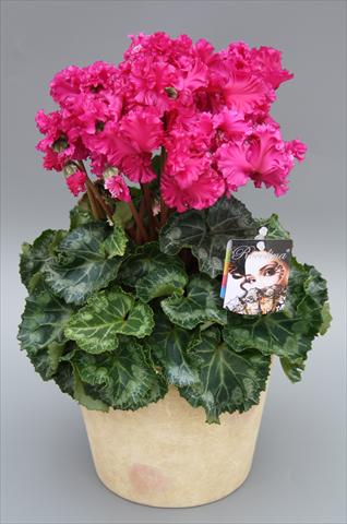 Photo de variété de fleurs à utiliser comme: Pot Cyclamen persicum mini Rocolina Deep Purple