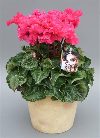 Photo de variété de fleurs à utiliser comme: Pot Cyclamen persicum mini Rocolina Deep Rose