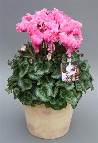 Photo de variété de fleurs à utiliser comme: Pot et Plante à massif Cyclamen persicum midi Rocolina Light Pink