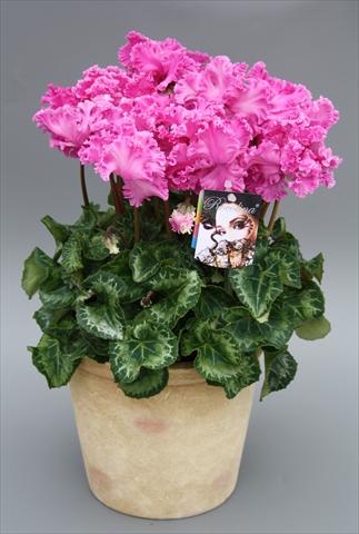Photo de variété de fleurs à utiliser comme: Pot Cyclamen persicum mini Rocolina Lilac