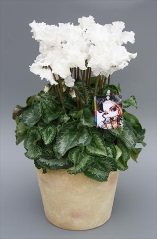 Photo de variété de fleurs à utiliser comme: Pot Cyclamen persicum mini Rocolina White
