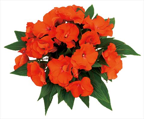 Photo de variété de fleurs à utiliser comme: Pot, Plante à massif, patio, Suspension Impatiens N. Guinea Rokoko Antoinette