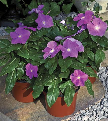 Photo de variété de fleurs à utiliser comme: Pot et Plante à massif Catharanthus roseus - Vinca Cora F1 Deep Lavander