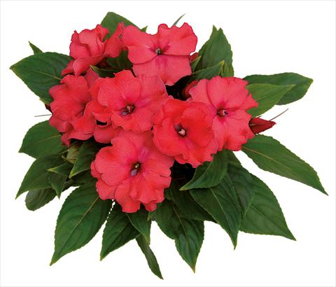 Photo de variété de fleurs à utiliser comme: Pot, Plante à massif, patio, Suspension Impatiens N. Guinea Rokoko Constanze