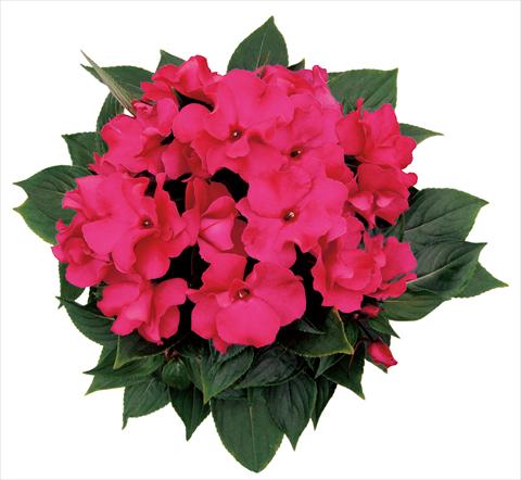 Photo de variété de fleurs à utiliser comme: Pot, Plante à massif, patio, Suspension Impatiens N. Guinea Rokoko Isabeau
